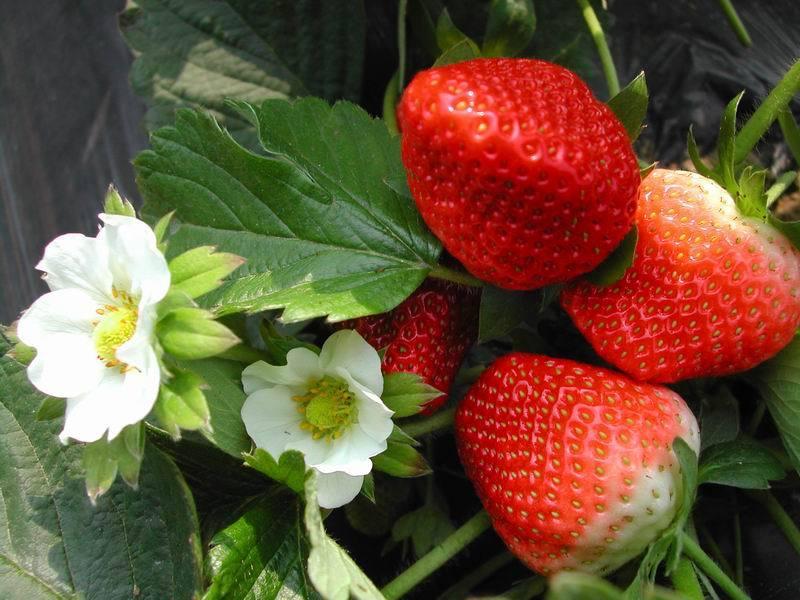 百宝源草莓